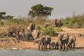 33 Oeganda, Queen Elizabeth NP, olifanten